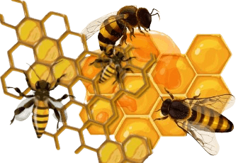 What is propolis